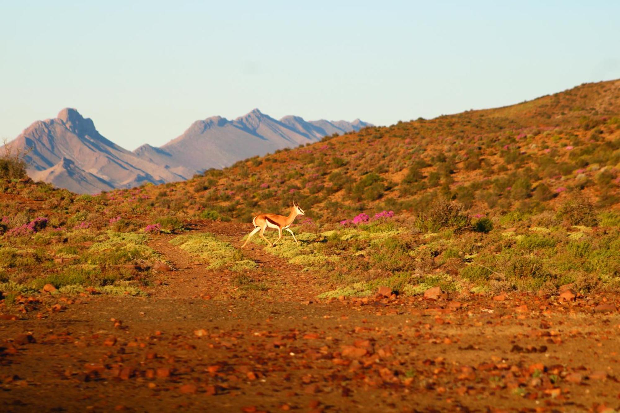 Bosch Luys Kloof Nature Reserve Ladismith Exterior foto